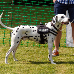 Dalmata — entrenarizycola.cl