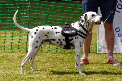 Dalmata — entrenarizycola.cl