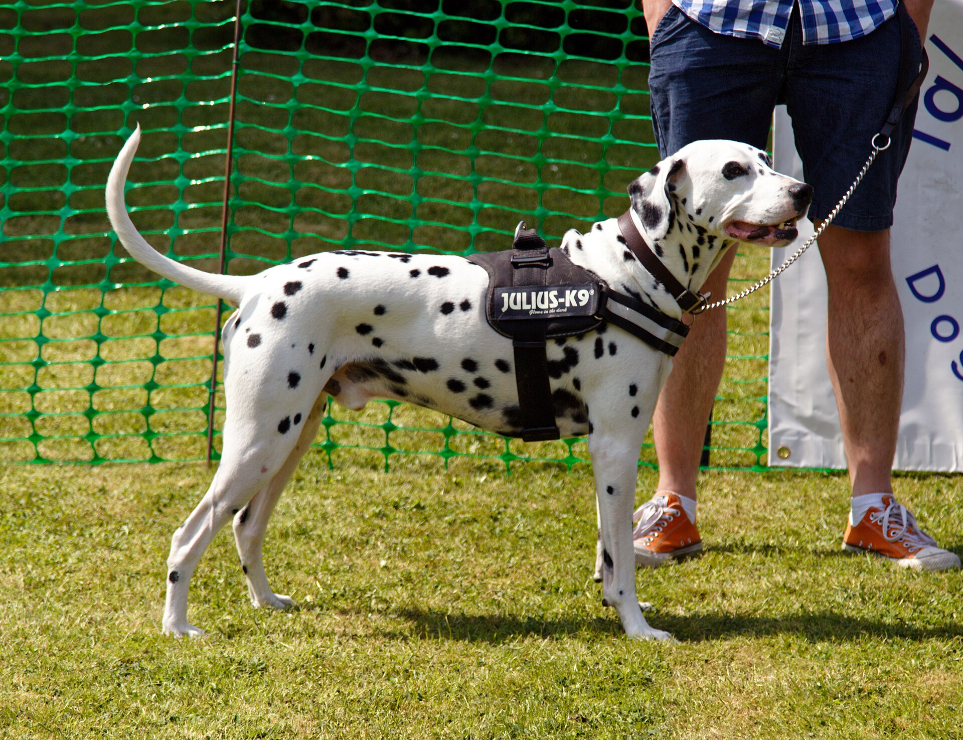 Dalmata — entrenarizycola.cl