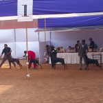 Doberman — entrenarizycola.cl