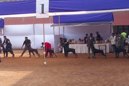 Doberman — entrenarizycola.cl
