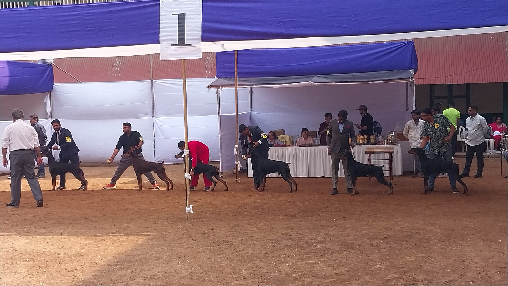 Doberman — entrenarizycola.cl