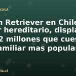 Golden Retriever en Chile: cancer hereditario, displasia y los $22 millones que cuesta la raza familiar mas popular