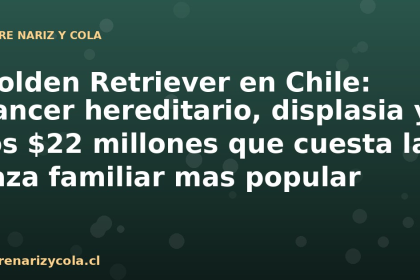 Golden Retriever en Chile: cancer hereditario, displasia y los $22 millones que cuesta la raza familiar mas popular