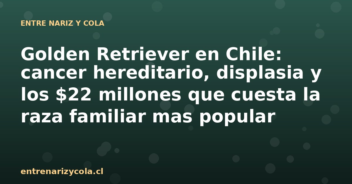 Golden Retriever en Chile: cancer hereditario, displasia y los $22 millones que cuesta la raza familiar mas popular