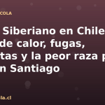 Husky Siberiano en Chile: golpe de calor, fugas, cataratas y la peor raza para vivir en Santiago