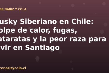 Husky Siberiano en Chile: golpe de calor, fugas, cataratas y la peor raza para vivir en Santiago
