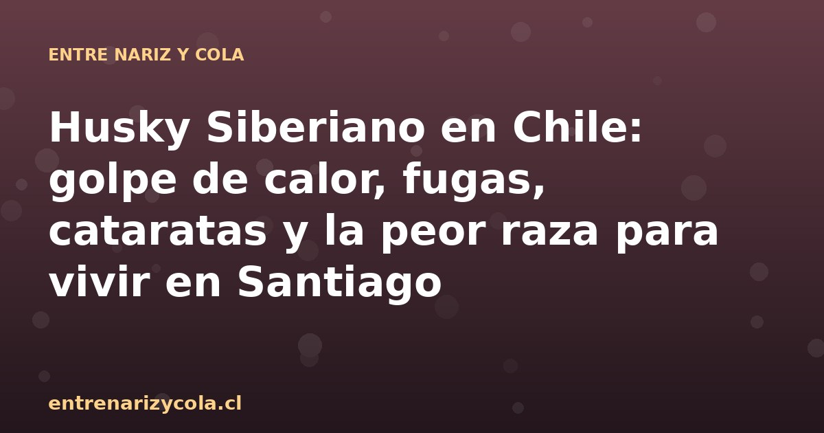 Husky Siberiano en Chile: golpe de calor, fugas, cataratas y la peor raza para vivir en Santiago