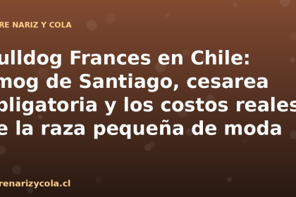 Bulldog Frances en Chile: smog de Santiago, cesarea obligatoria y los costos reales de la raza pequeña de moda
