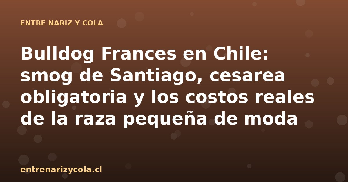 Bulldog Frances en Chile: smog de Santiago, cesarea obligatoria y los costos reales de la raza pequeña de moda