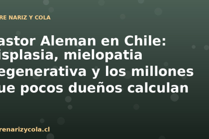 Pastor Aleman en Chile: displasia, mielopatia degenerativa y los millones que pocos dueños calculan
