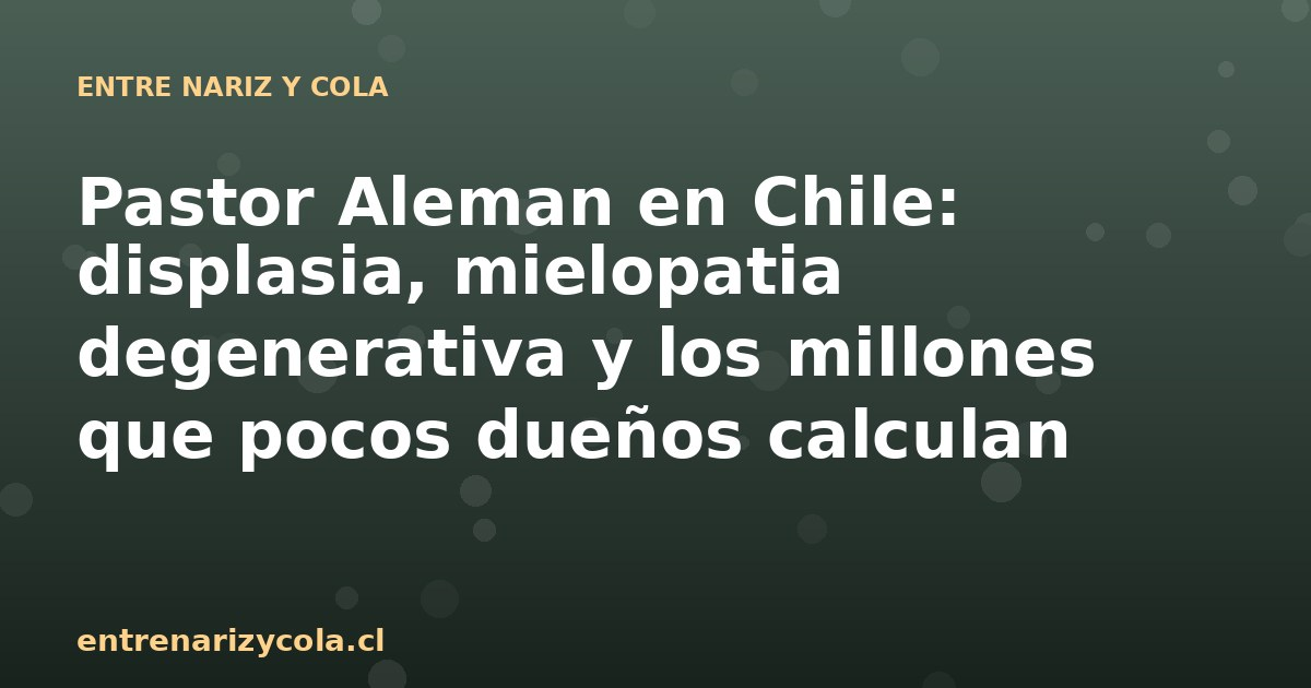 Pastor Aleman en Chile: displasia, mielopatia degenerativa y los millones que pocos dueños calculan