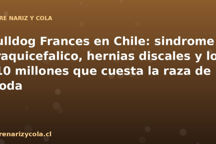 Bulldog Frances en Chile: sindrome braquicefalico, hernias discales y los $10 millones que cuesta la raza de moda