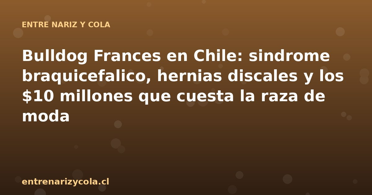 Bulldog Frances en Chile: sindrome braquicefalico, hernias discales y los $10 millones que cuesta la raza de moda