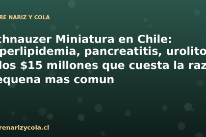 Schnauzer Miniatura en Chile: hiperlipidemia, pancreatitis, urolitos y los $15 millones que cuesta la raza pequena mas comun