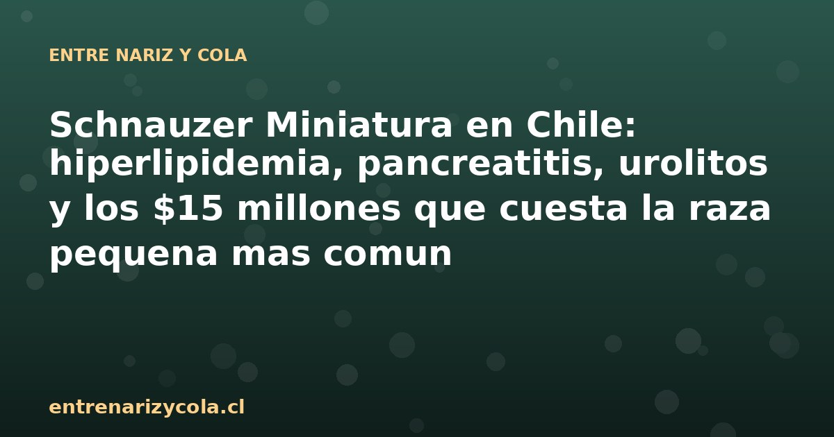 Schnauzer Miniatura en Chile: hiperlipidemia, pancreatitis, urolitos y los $15 millones que cuesta la raza pequena mas comun