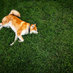 Akita Inu en Chile - guia de cuidados y precio 2026