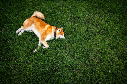 Akita Inu en Chile - guia de cuidados y precio 2026