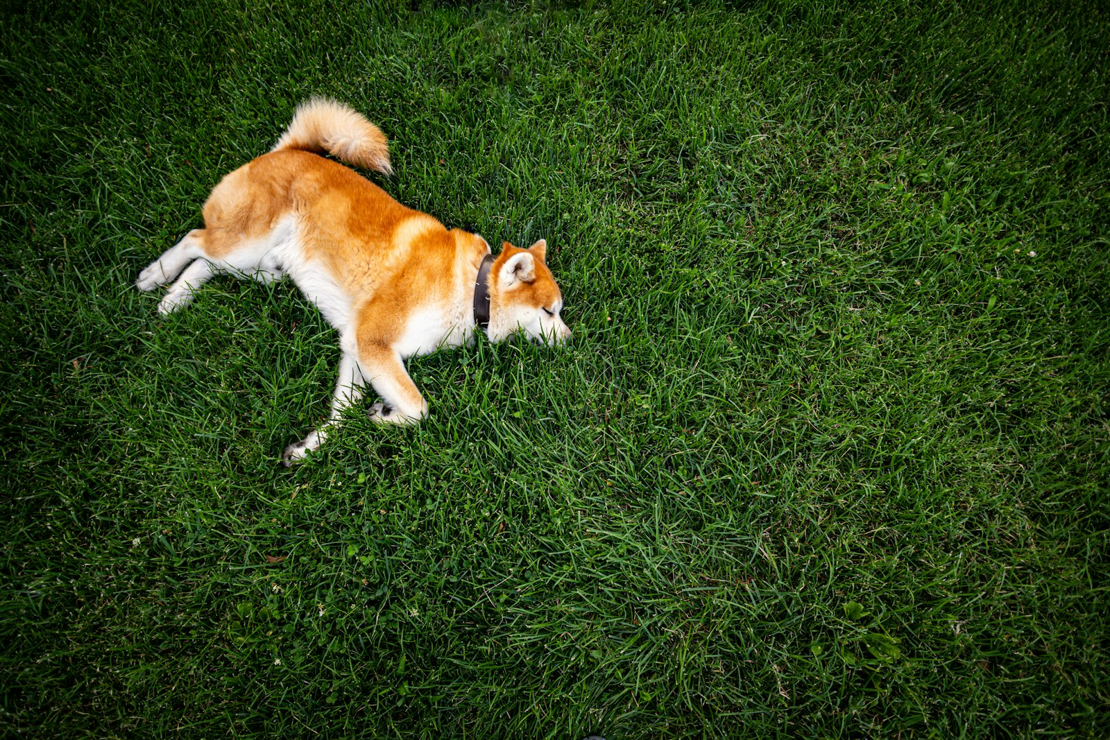 Akita Inu en Chile - guia de cuidados y precio 2026