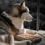Alaskan Malamute en Chile - guia de cuidados y precio 2026