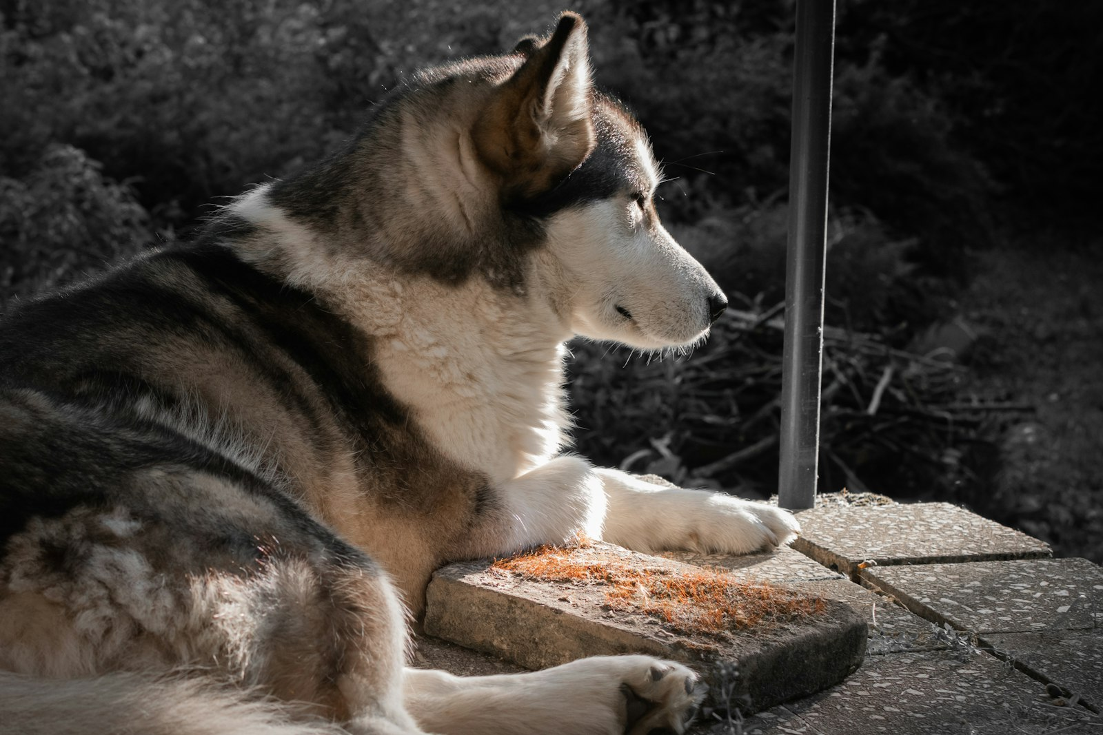 Alaskan Malamute en Chile - guia de cuidados y precio 2026