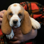 Basset Hound en Chile - guia de cuidados y precio 2026