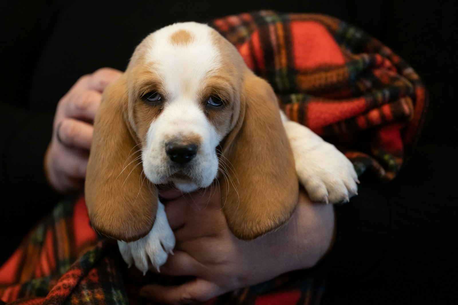 Basset Hound en Chile - guia de cuidados y precio 2026