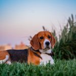 Beagle en Chile - guia de cuidados y precio 2026