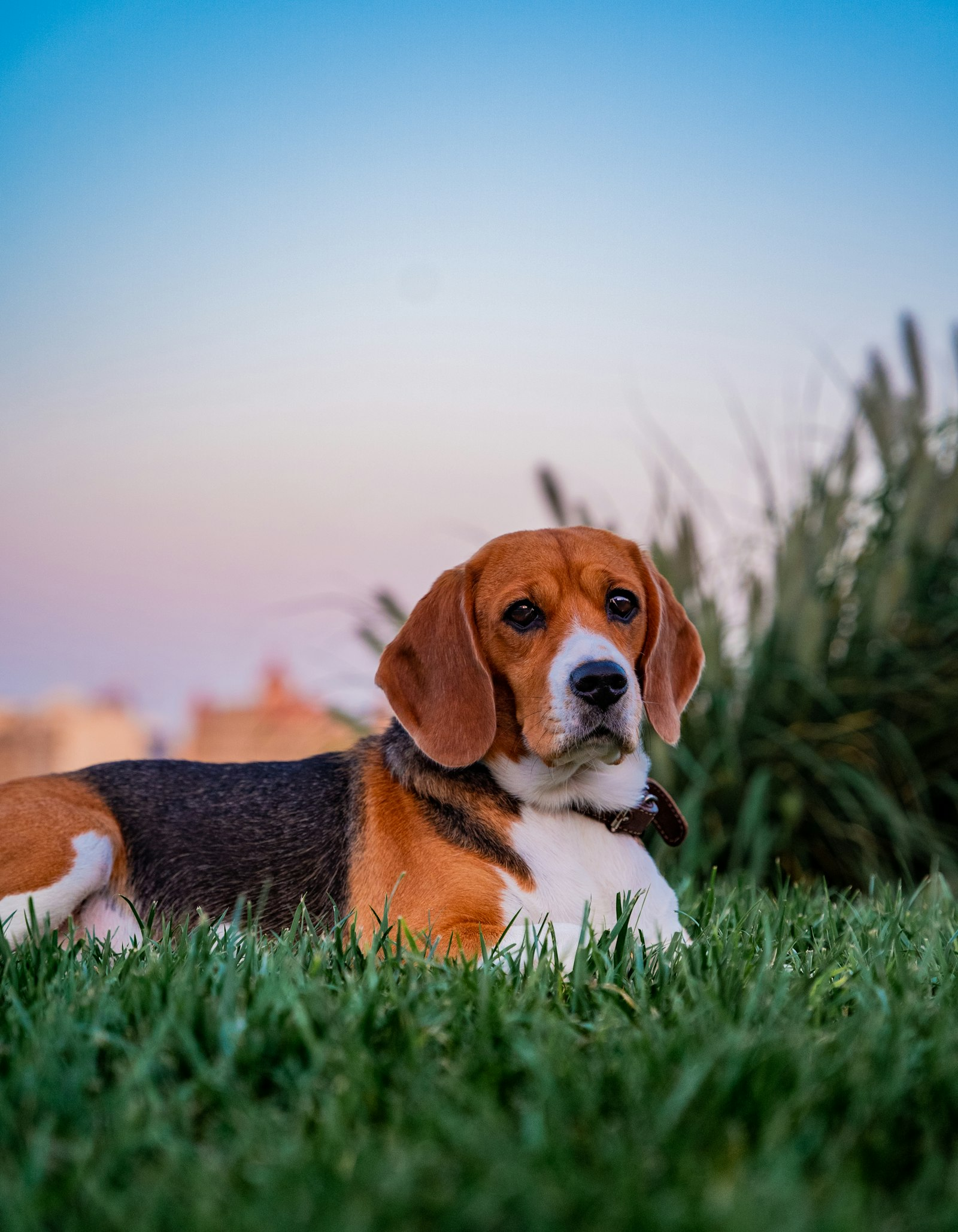 Beagle en Chile - guia de cuidados y precio 2026