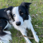 Border Collie en Chile - guia de cuidados y precio 2026