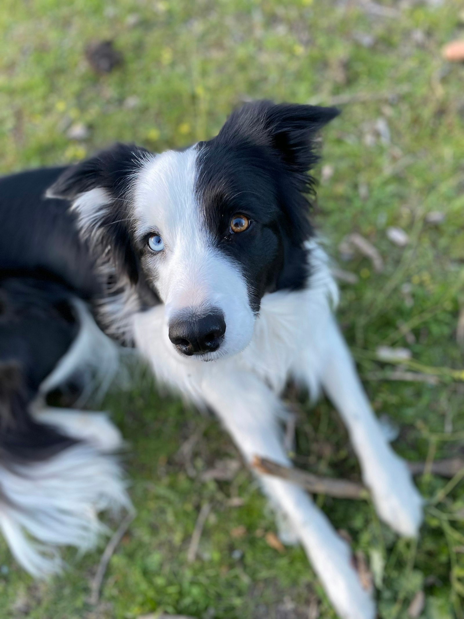 Border Collie en Chile - guia de cuidados y precio 2026