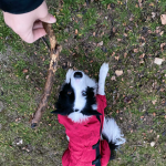 Border Collie en Chile - guia de cuidados y precio 2026