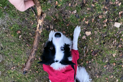 Border Collie en Chile - guia de cuidados y precio 2026