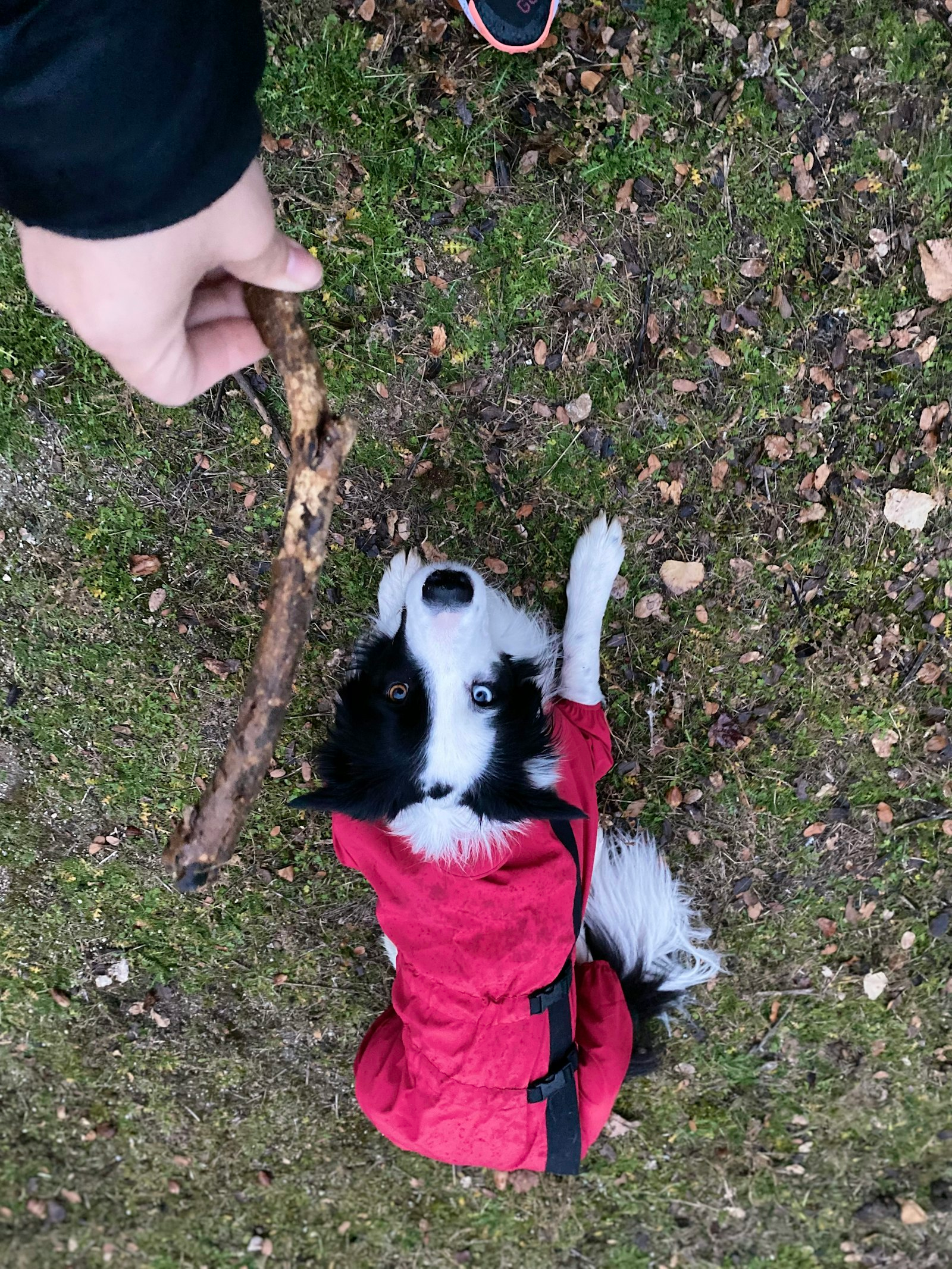 Border Collie en Chile - guia de cuidados y precio 2026