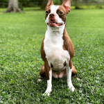 Boston Terrier en Chile - guia de cuidados y precio 2026