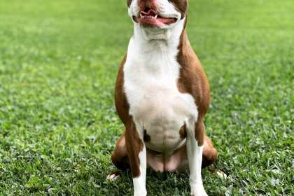 Boston Terrier en Chile - guia de cuidados y precio 2026