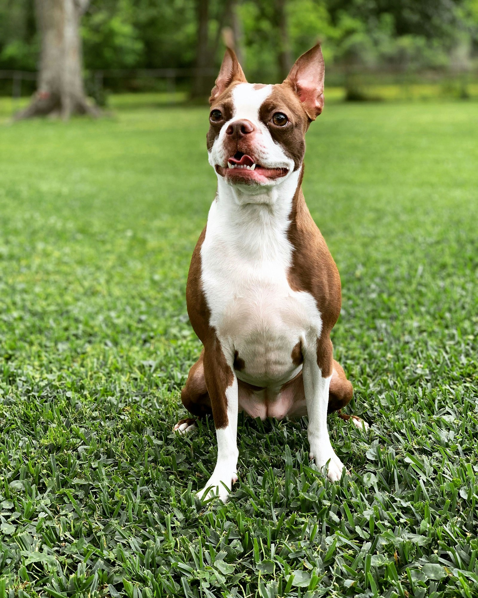 Boston Terrier en Chile - guia de cuidados y precio 2026
