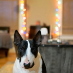 Bull Terrier en Chile - guia de cuidados y precio 2026