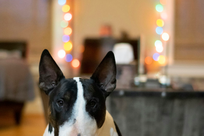Bull Terrier en Chile - guia de cuidados y precio 2026