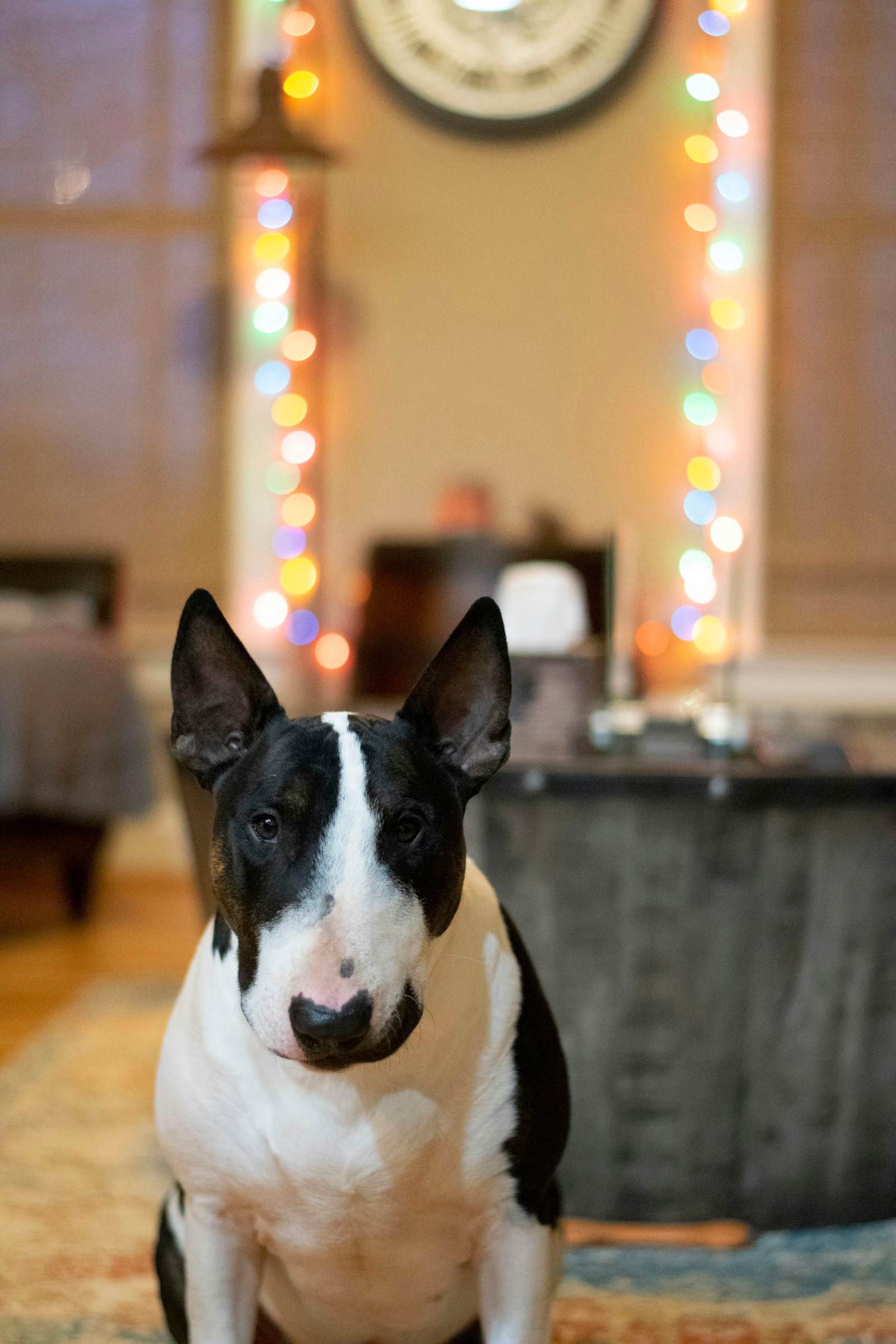 Bull Terrier en Chile - guia de cuidados y precio 2026