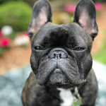 Bulldog Francés en Chile - guia de cuidados y precio 2026