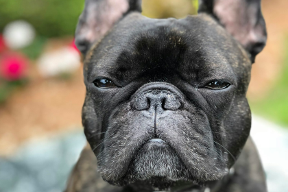 Bulldog Francés en Chile - guia de cuidados y precio 2026