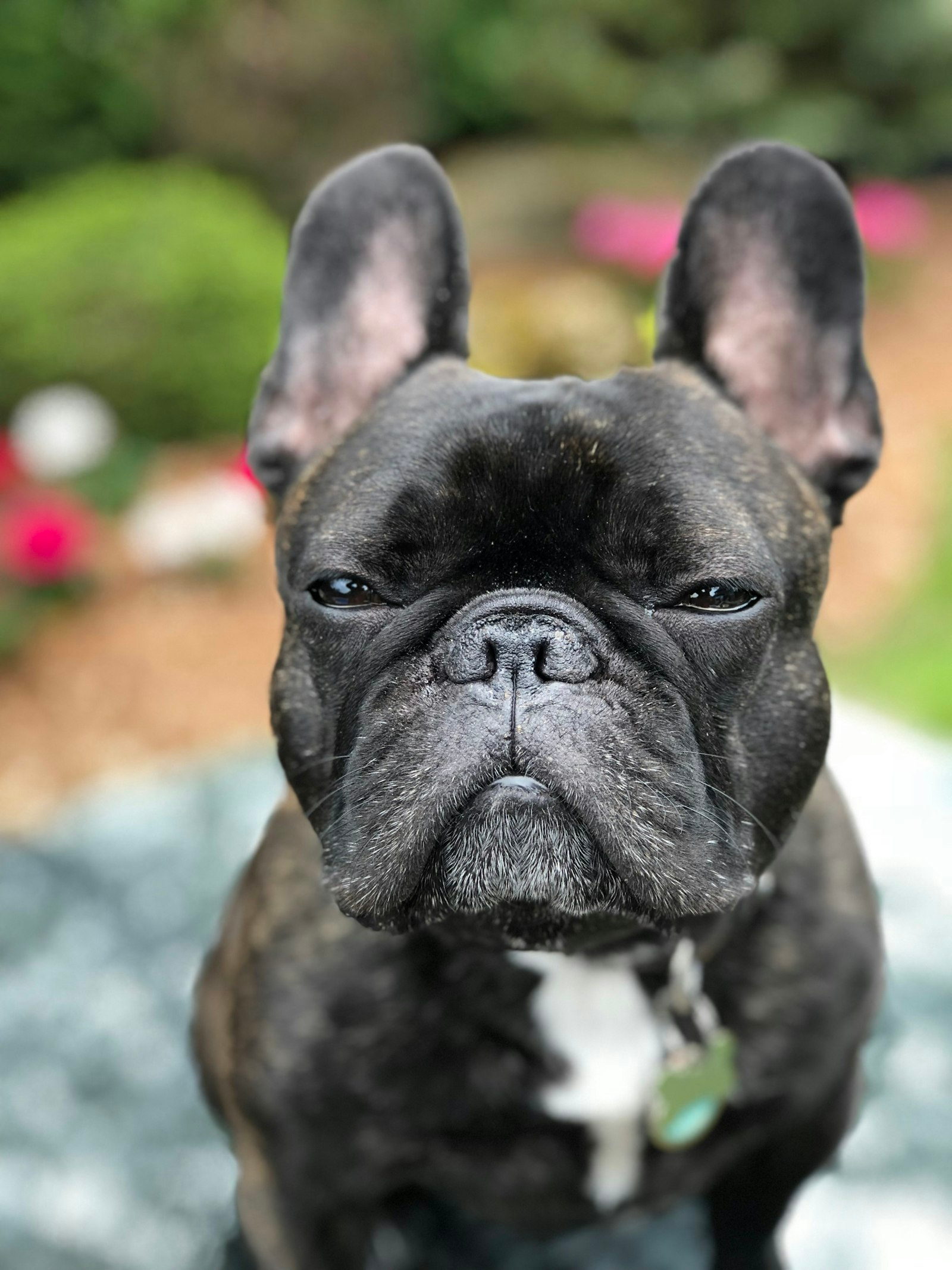 Bulldog Francés en Chile - guia de cuidados y precio 2026