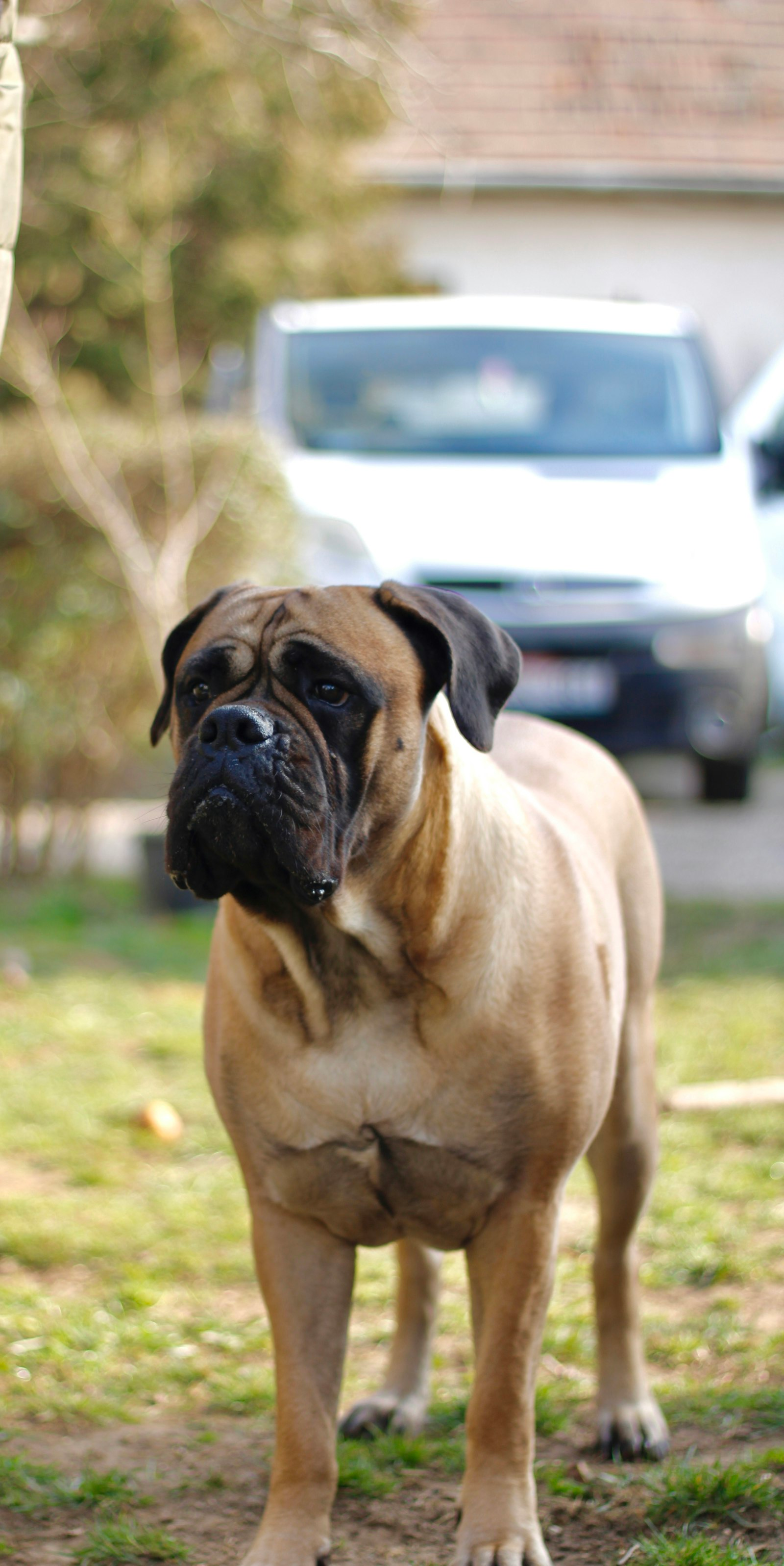 Bullmastiff en Chile - guia de cuidados y precio 2026
