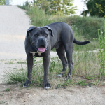 Cane Corso en Chile - guia de cuidados y precio 2026