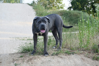 Cane Corso en Chile - guia de cuidados y precio 2026