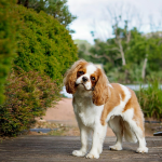 Cavalier King Charles Spaniel en Chile - guia de cuidados y precio 2026