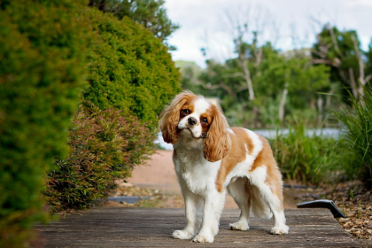 Cavalier King Charles Spaniel en Chile - guia de cuidados y precio 2026