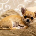 Chihuahua en Chile - guia de cuidados y precio 2026