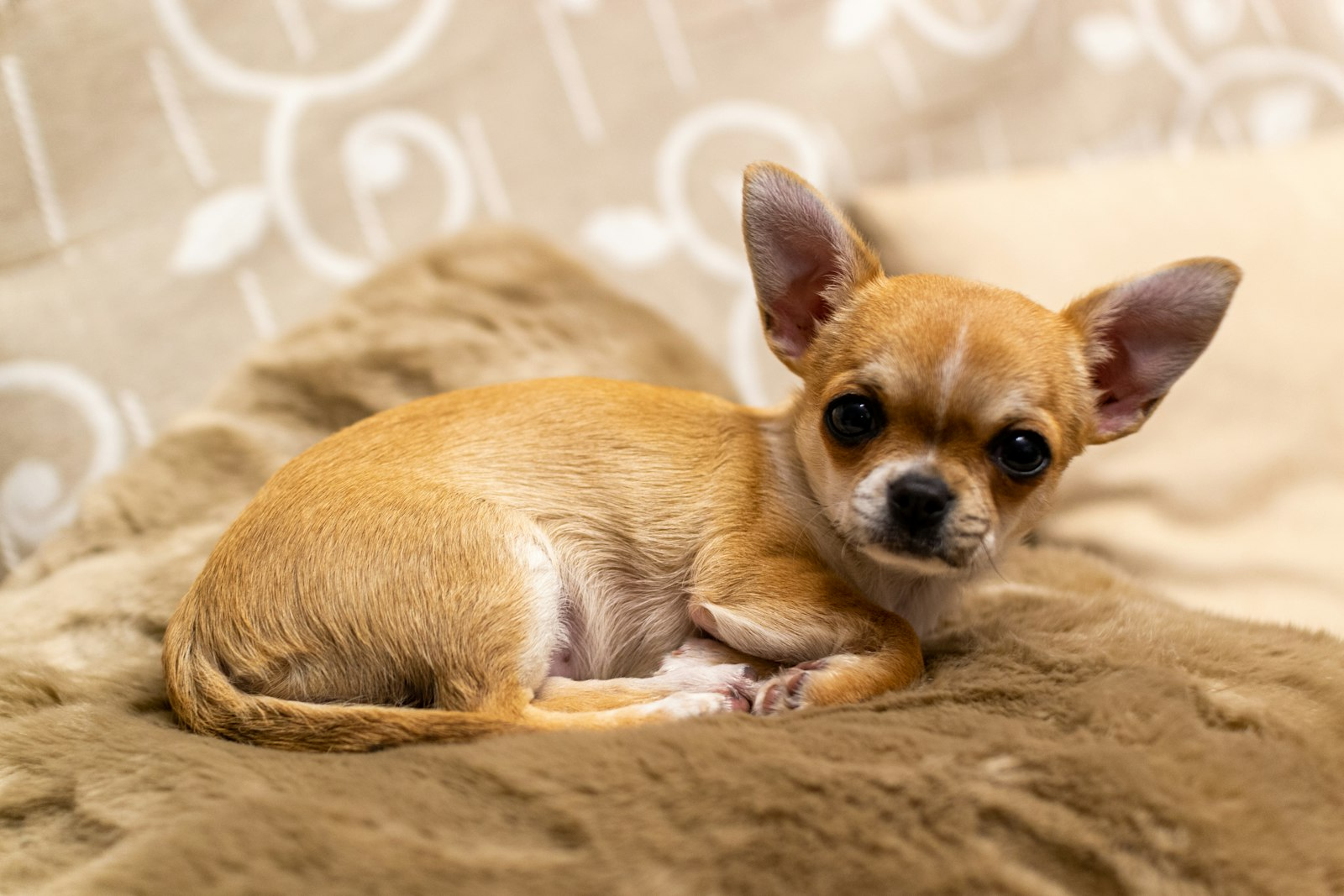 Chihuahua en Chile - guia de cuidados y precio 2026